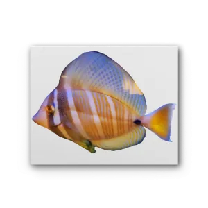 Beautiful Colored Fish Premium Stretched Canvas