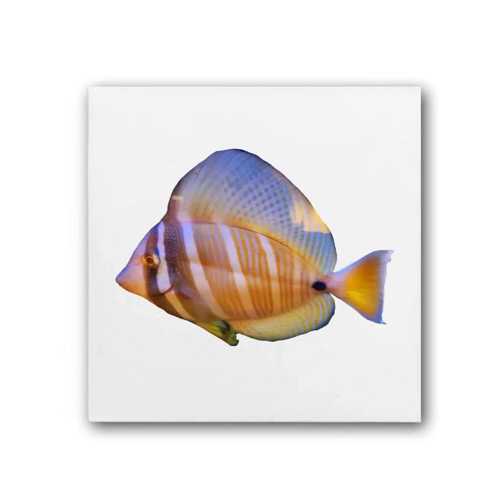 Beautiful Colored Fish Premium Stretched Canvas