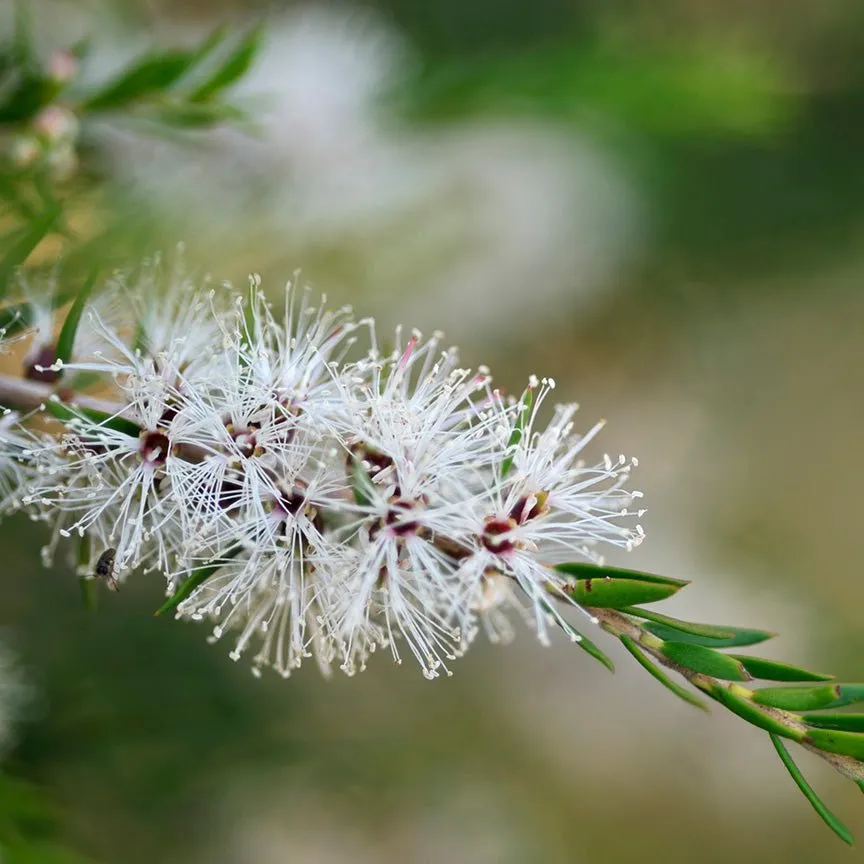 Cajeput Essential Oil