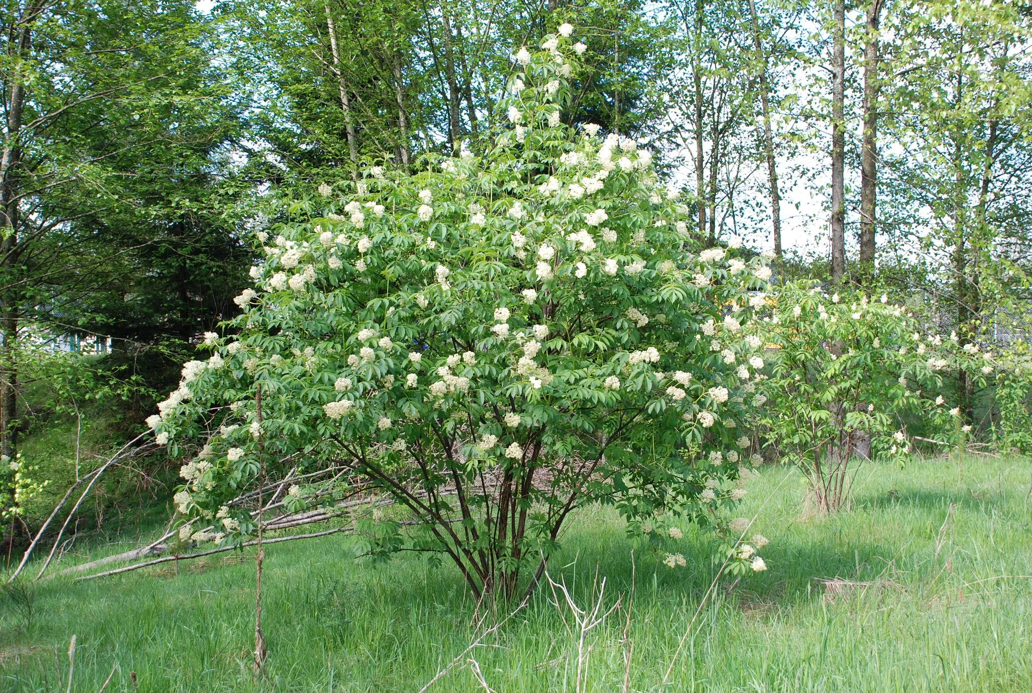 Red Elderberry Sambucus racemosa 10 Seeds  USA Company