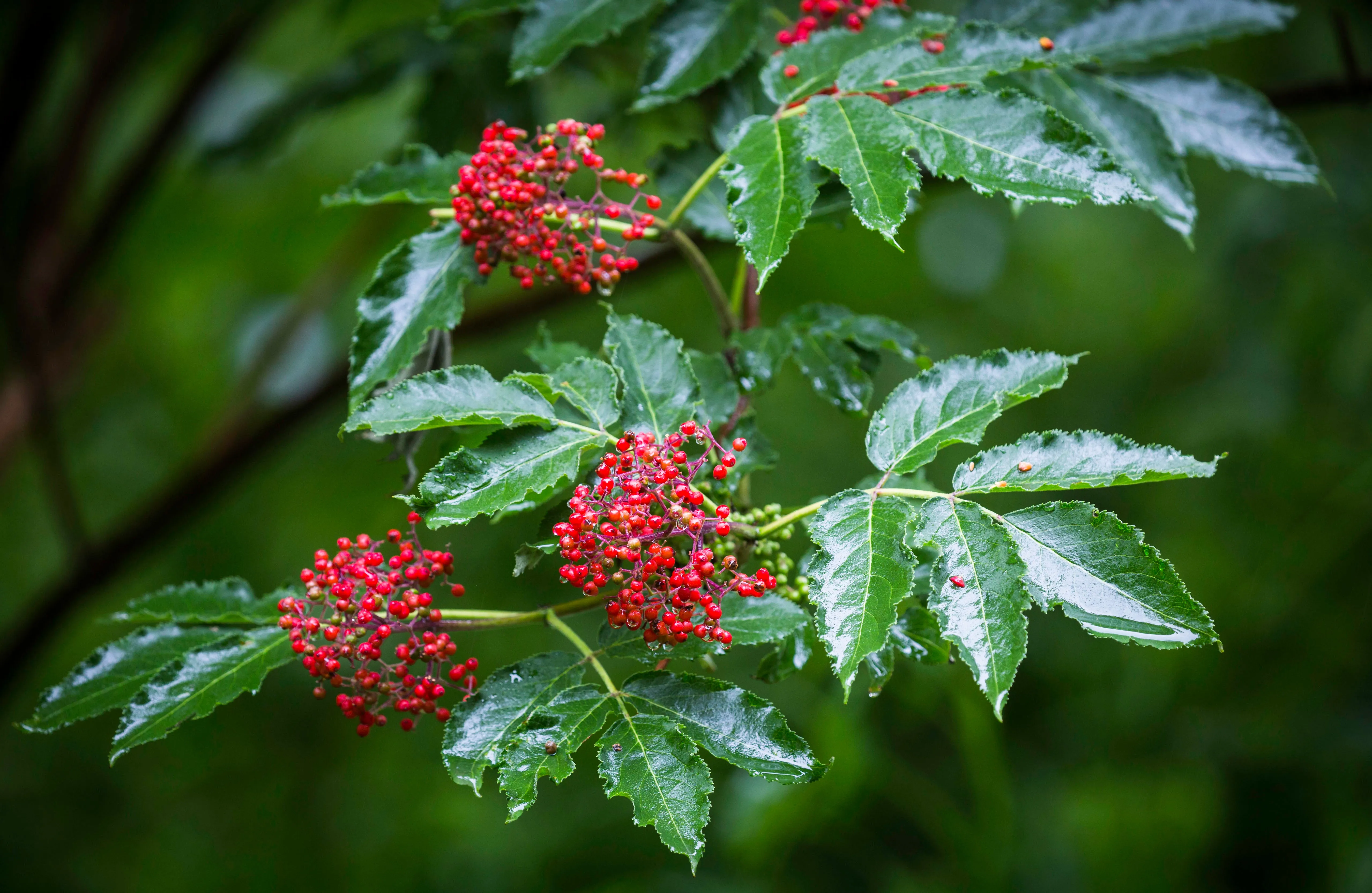 Red Elderberry Sambucus racemosa 10 Seeds  USA Company