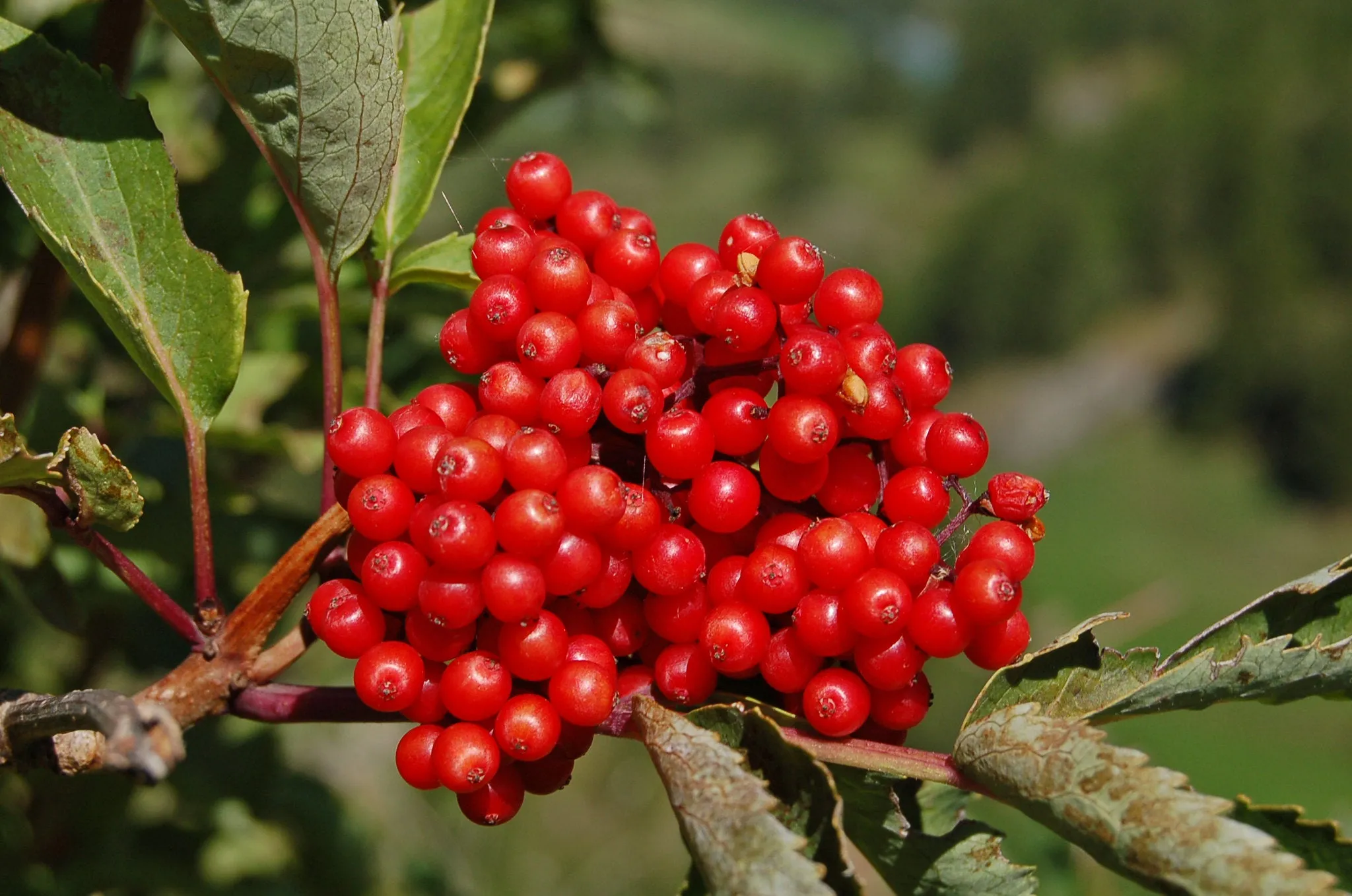 Red Elderberry Sambucus racemosa 10 Seeds  USA Company