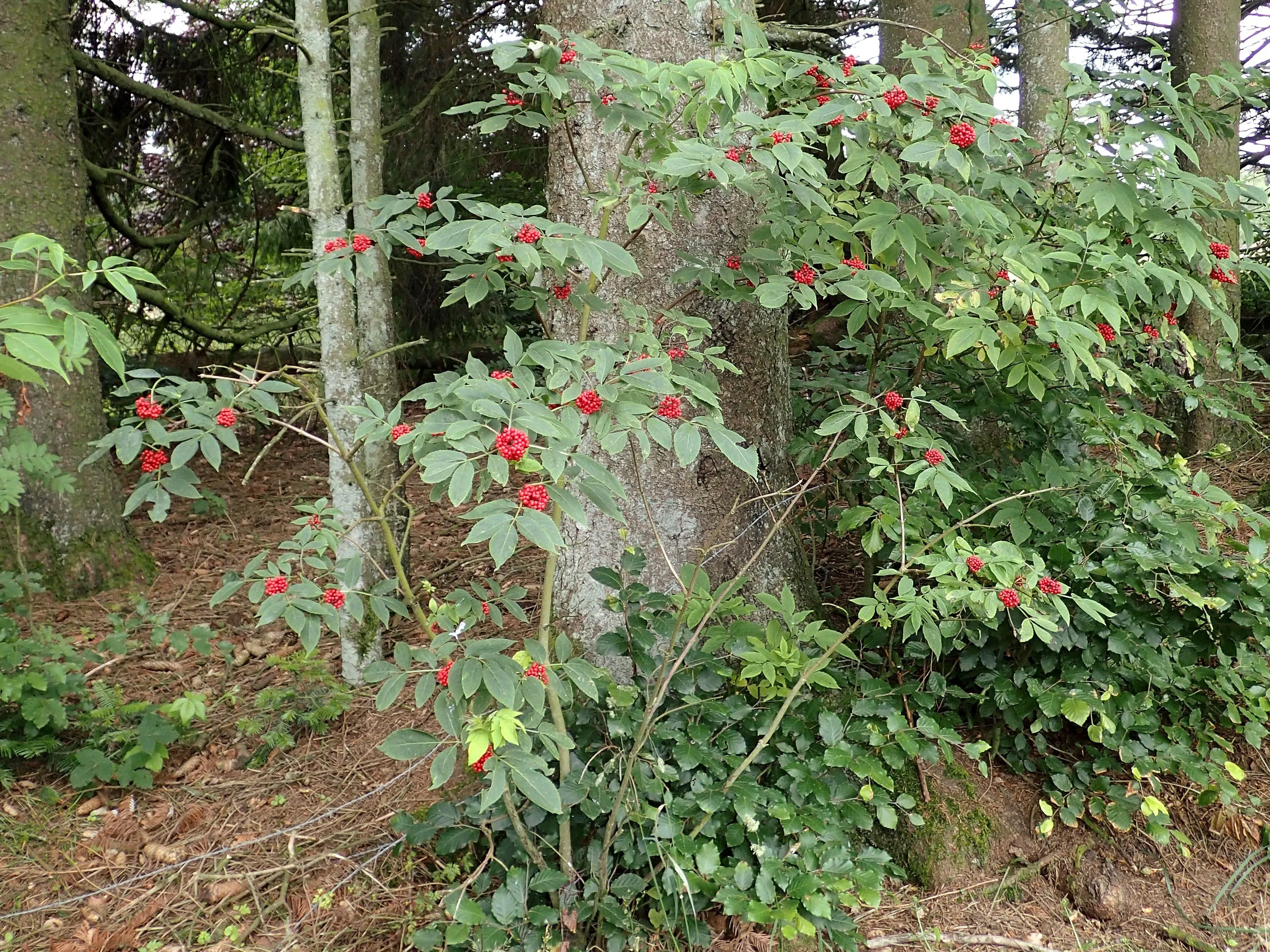 Red Elderberry Sambucus racemosa 10 Seeds  USA Company