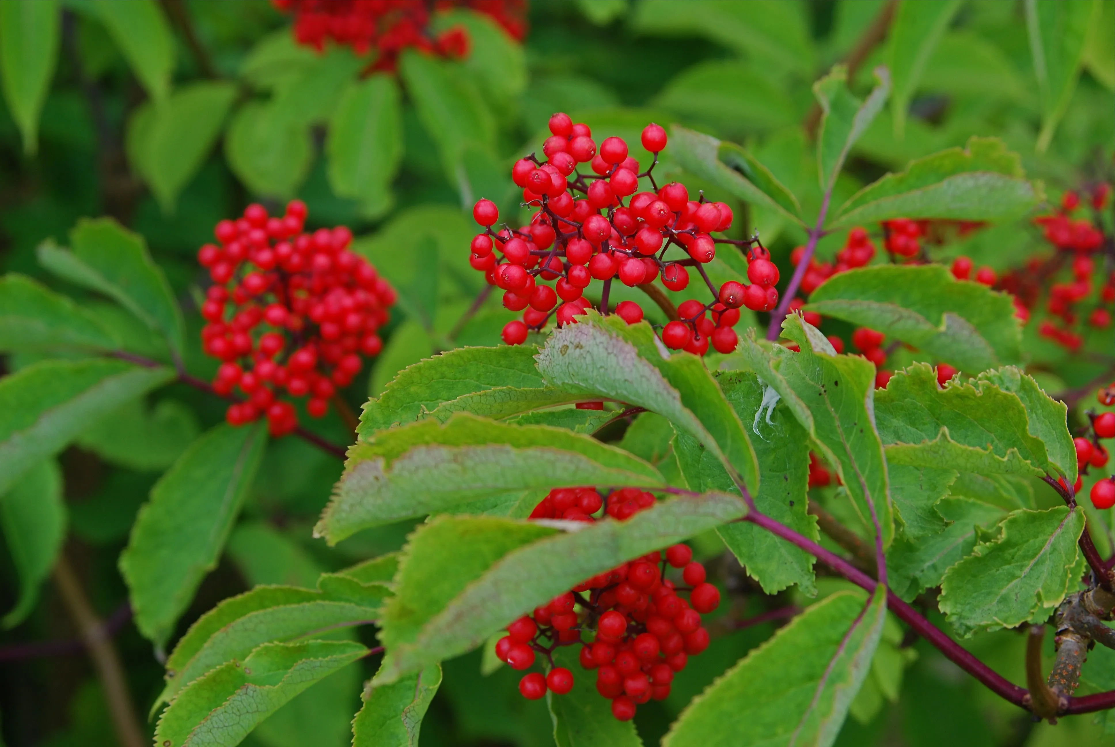 Red Elderberry Sambucus racemosa 10 Seeds  USA Company