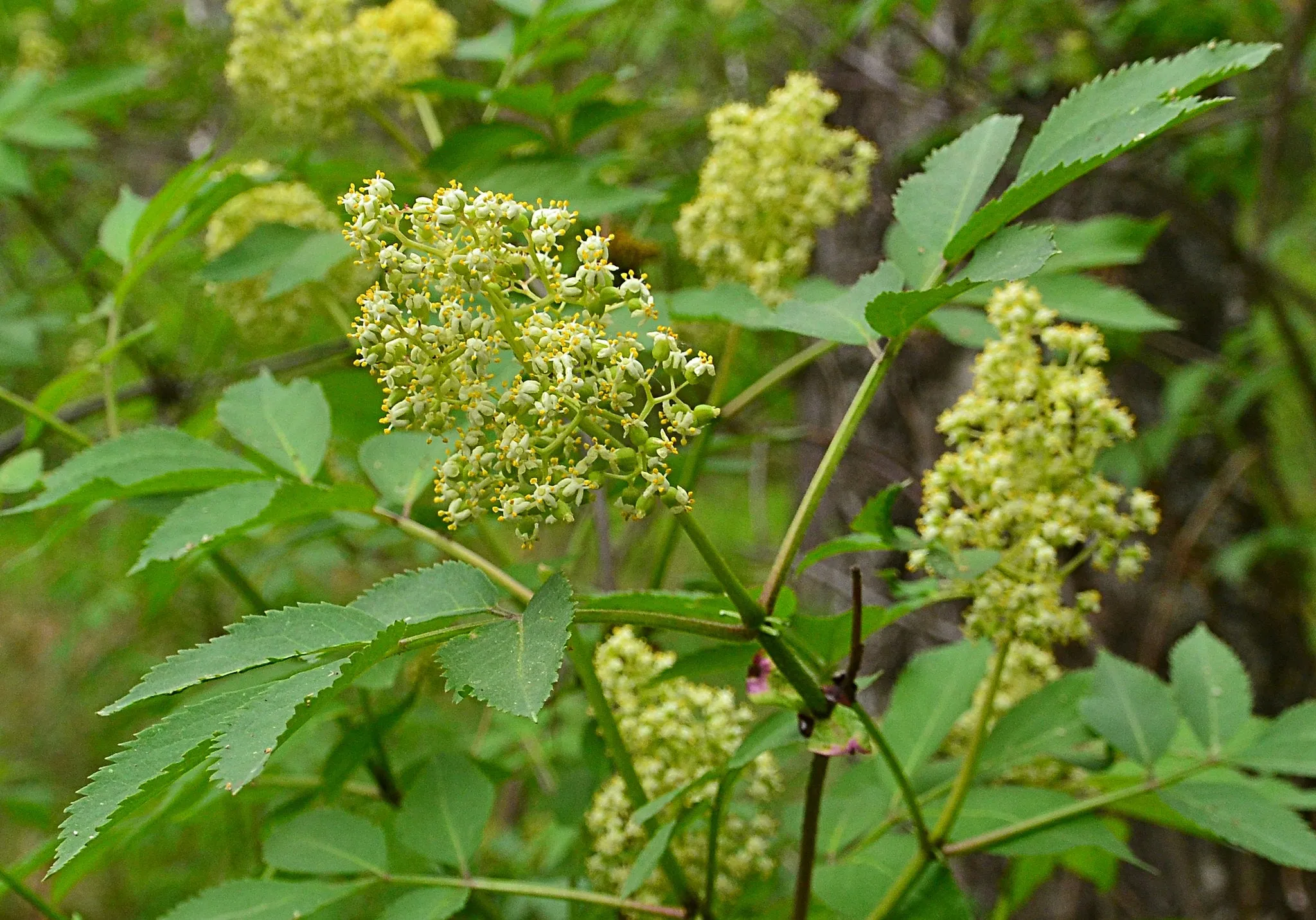 Red Elderberry Sambucus racemosa 10 Seeds  USA Company