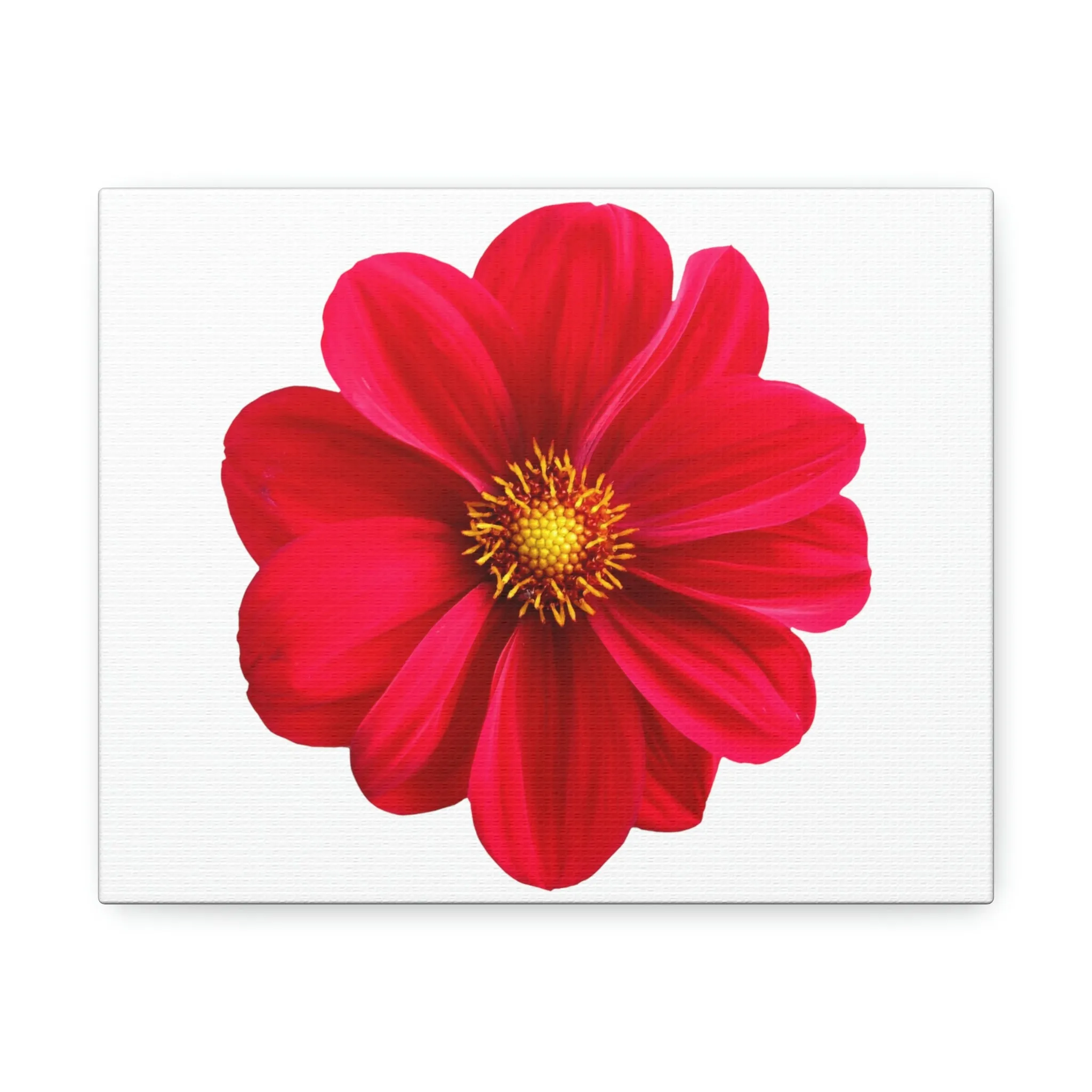 Red Flower Stretched Canvas